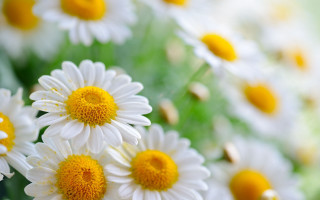 Daisies vase table blurry background - a blurry background of the flowers free wallpaper