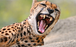 Cheetah yawning rock wildlife photography - a cheetah free wallpaper