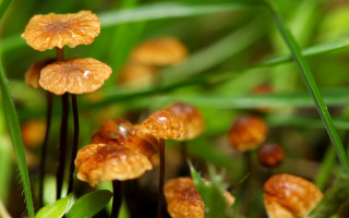 Mushrooms dew grass green leaves - dew free wallpaper