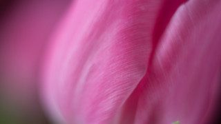 Pink flower macro precisionism blurry - betty merken free wallpaper for desktop