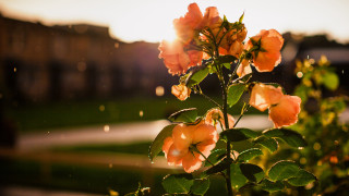 Flower bush building sunbeam blurry - a blurry background free wallpaper for desktop