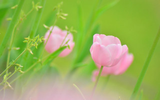 Pink flower macro blurry background 11 - soft color free wallpaper