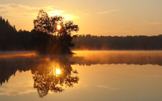 Lake tree sunrise fog city - a tree in the middle of it free wallpaper