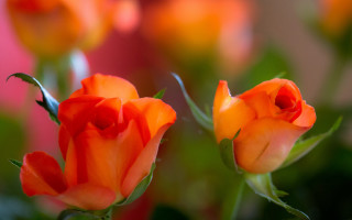 Orange roses vase green leaves - a pink background behind them free wallpaper