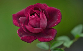 Flower green gradient rococo macro - a single flower in the center free wallpaper