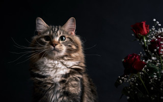 Cat flower roses stilllife renaissance - a cat sitting next free wallpaper