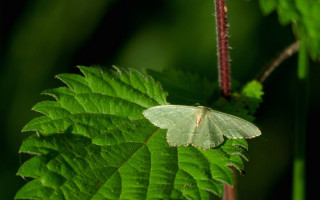 White butterfly green leaves dark - thin free wallpaper for desktop