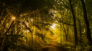 Dirt road forest sunshine autumn - forest free wallpaper for desktop