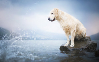White dog rock water splash - a white dog free wallpaper