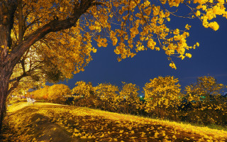Tree yellow leaves road blue - choi buk free wallpaper