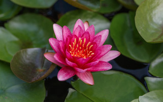 Pink flower blooming water lilies - simple form free wallpaper