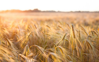 Wheat field sunset fire embers - the sunlight free wallpaper