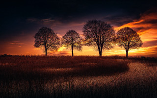 Sunset three trees dark sky - landscape free wallpaper for desktop