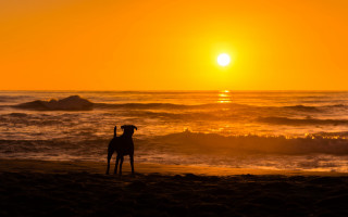 Dog beach sunset ocean silhouette - the background and the ocean in the foreground free wallpaper