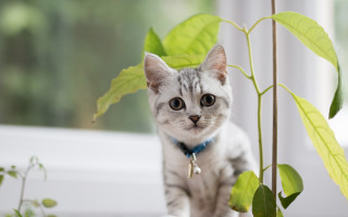 Cat plant blue collar focus - a plant free wallpaper