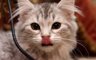 Cat tongue attachment macro animal - a cord free wallpaper