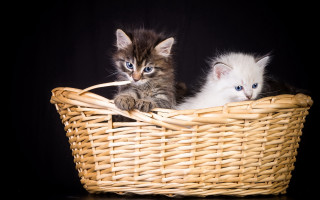 White blue kittens basket table - the other free wallpaper