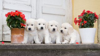 White puppies ledge potted plant - a ledge next free wallpaper