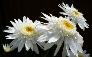 White flowers vase daisy wings - yellow center free wallpaper