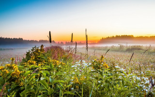 Flower field fence forest sunset - a foggy sky in the background free wallpaper