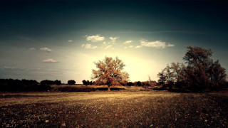 Field tree sky clouds sunset - landscape free wallpaper