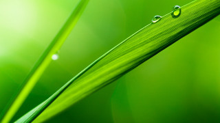 Grass water drops macro blurry 2 - a green grass free wallpaper