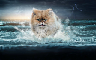 Cat walking water storm lightning - stormy weather free wallpaper
