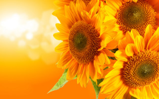 Sunflower vase light wall summer - top of a table next free wallpaper