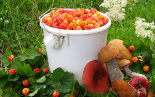 Bucket fruit bush berries ecological - a bush free wallpaper