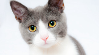 Gray white cat yellow eyes - cat free wallpaper