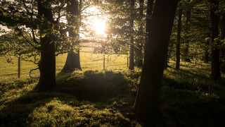 Grassy field trees fence sunset - andrew geddes free wallpaper