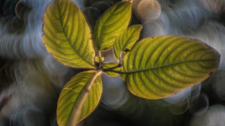 Green leaf blurry plant macro - anamorphic free wallpaper for desktop
