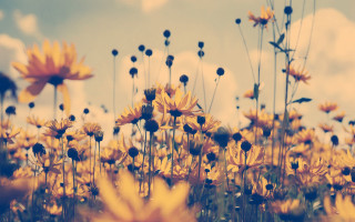 Flower field sunset yellow sky - the center free wallpaper for desktop