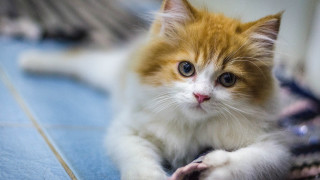 White cat blue floor serious - serious free wallpaper