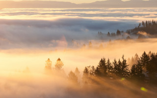 Foggy forest mountains sunrise ray - a foggy forest free wallpaper