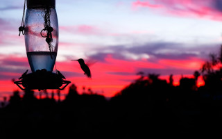 Hummingbird sunset pinksky macro backlighting - a hummingbird free wallpaper