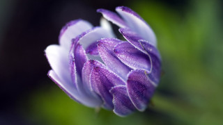Purple flower water droplets macro 6 - constance copeman free wallpaper