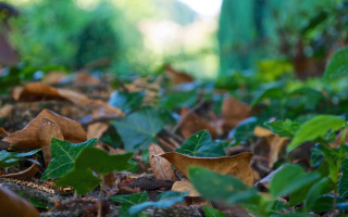 Leaves ground forest nature bokeh - a bunch of leaves free wallpaper