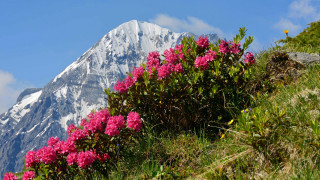 Mountain flower field blue sky - ecological free wallpaper for desktop