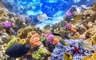 Fish marine coral reef blue - other marine life free wallpaper