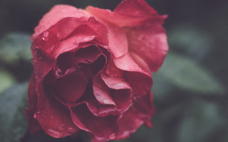 Red rose water droplets green 5 - a green leafy area free wallpaper