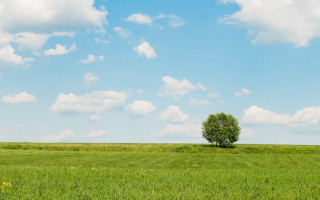 Lone tree green field blue 8 - a few yellow flower free wallpaper