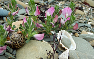 Snail rock flowers pebbles ecological - a snail free wallpaper