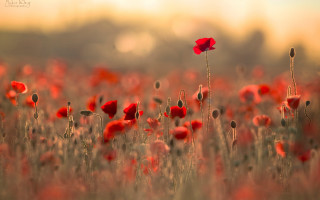 Red flower macro fire explosion - red flower free wallpaper