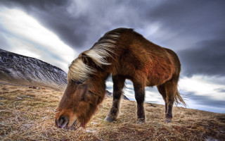 Horse grazing mountains cloudy day - dry grass free wallpaper