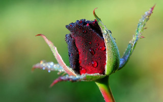 Red black flower water droplets - petal free wallpaper