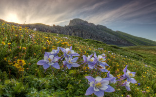 Flower field mountain sky sunset - a sunbeam in the distance free wallpaper