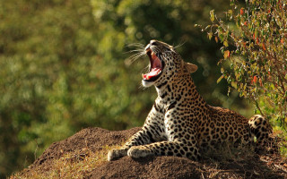 Leopard yawning hill trees wildlife - a leopard free wallpaper