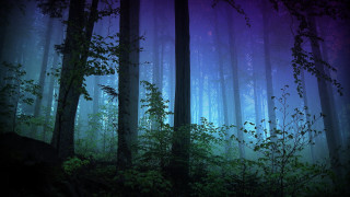Purple forest night tall trees - tall tree free wallpaper
