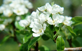 White flower branch green leaves 3 - a white flower free wallpaper